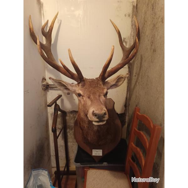 T�te de cerf 10 corps m�daille d'argent