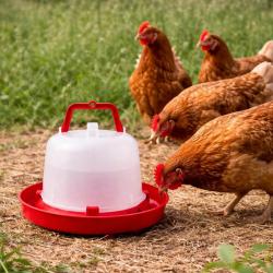 Abreuvoir plastique poule premium robuste avec poign&eacute;e 5 L