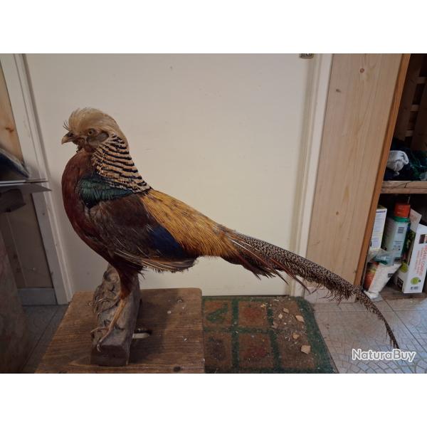 Faisan dor� naturalis�