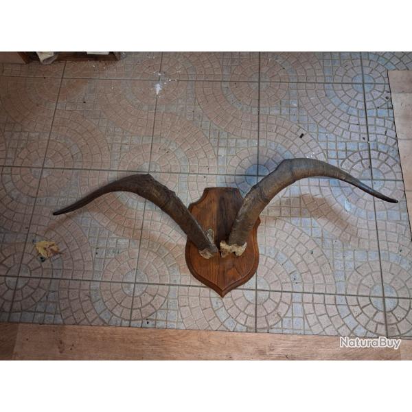 Troph�e cornes de bouc