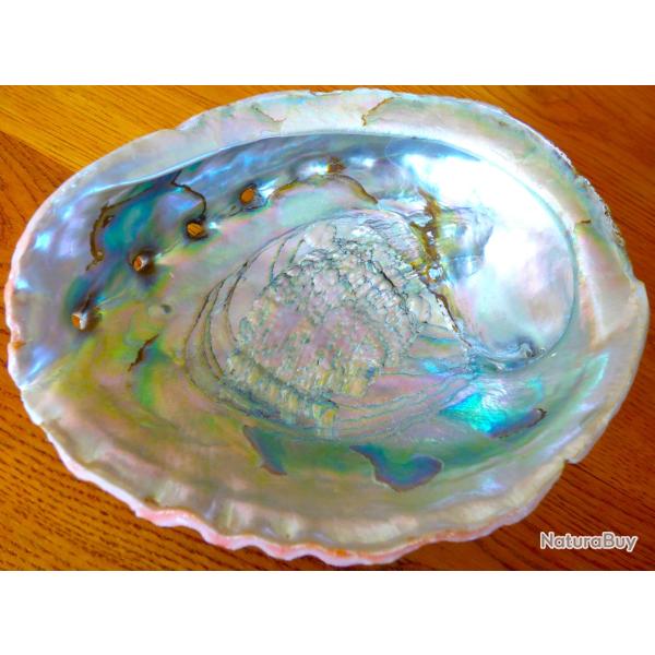 MAGNIFIQUE COQUILLAGE (( BIG - ORMEAU )) POUR COLLECTION SOUS VITRINE POUR DECO ET POUR EXPO - etc