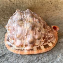 Grand coquillage Cypraecassis testiculus qualit&eacute; gem