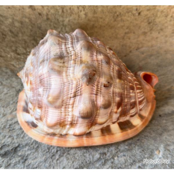 Grand coquillage Cypraecassis testiculus qualit� gem
