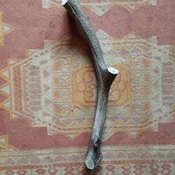 BOIS MUE DE CERF 48CM CIRCONFERENCE MEDIANE 10,5CM