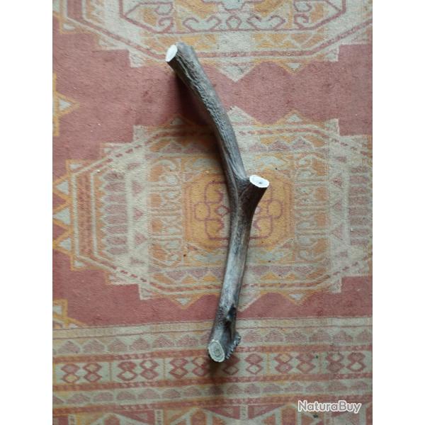 BOIS MUE DE CERF 48CM CIRCONFERENCE MEDIANE 10,5CM