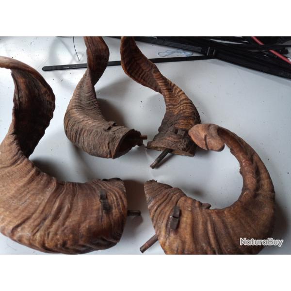 deux vieilles paires de cornes de mouton avec vis de fixation .