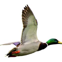 AUTOCOLLANT COULEUR COLVERT A4 DECOUPE A LA FORME