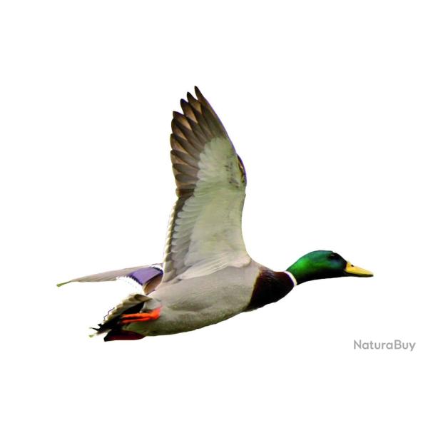 AUTOCOLLANT COULEUR COLVERT A4 DECOUPE A LA FORME