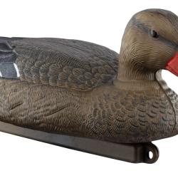 Appelant colvert femelle