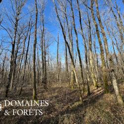 For&ecirc;t dans Indre (36) d'environ 23 hectares DF-1155-A