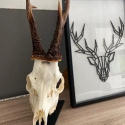 support / Socle / Platine cr&acirc;ne troph&eacute;e, chevreuil, daims ..