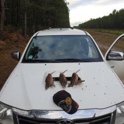 Journ&eacute;e chasse b&eacute;casse dans les LANDES