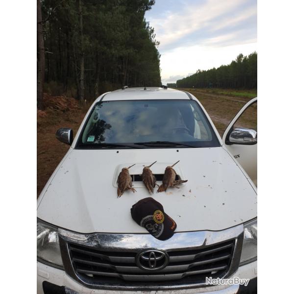 Journ�e chasse b�casse dans les LANDES