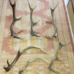 UN LOT DE BOIS MUES CERF ENTRE 49 ET 78CM