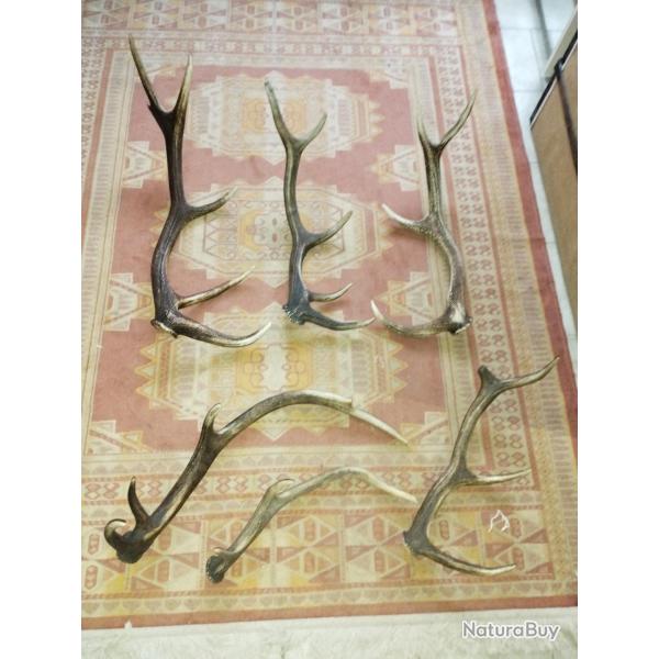 UN LOT DE BOIS MUES CERF ENTRE 49 ET 78CM