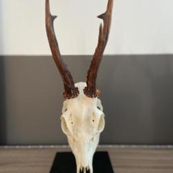 support cr&acirc;ne troph&eacute;e, chevreuil, daims ..