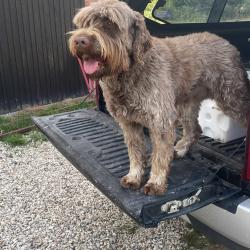 Chasse au gros gibier dans la nievre