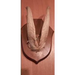 Troph&eacute;e de bouquetin sur &eacute;cusson