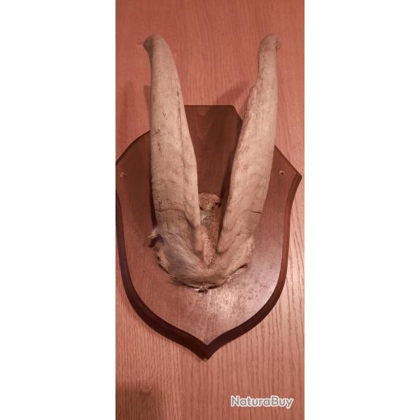 Troph�e de bouquetin sur �cusson