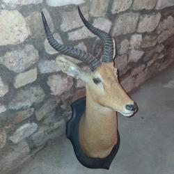 TROPH&Eacute;E  DE  COBE  DE  BUFFON