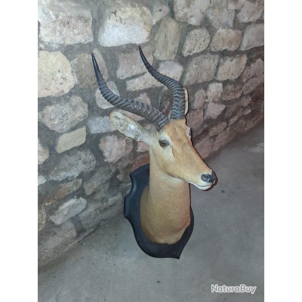 TROPH�E  DE  COBE  DE  BUFFON