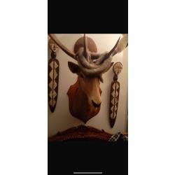 Troph&eacute;e de chasse - T&ecirc;te de cerf naturalis&eacute;e avec grands bois