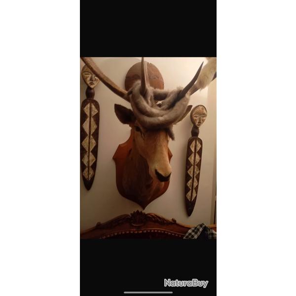 Troph�e de chasse - T�te de cerf naturalis�e avec grands bois