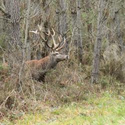 Action de chasse Espenel 26340