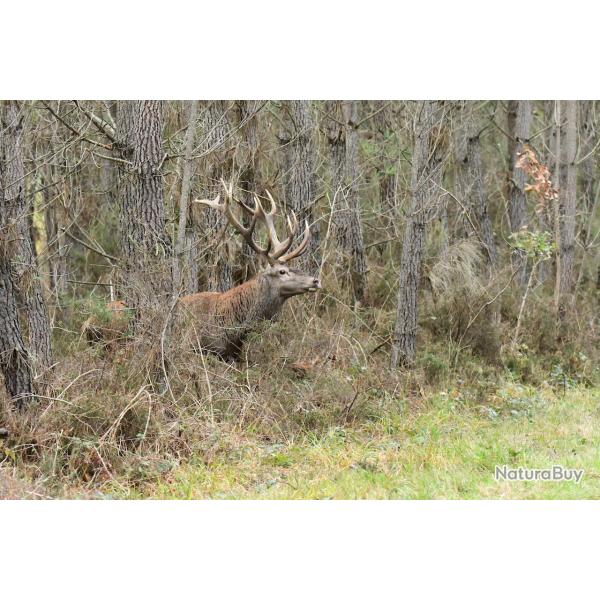 Action de chasse Espenel 26340