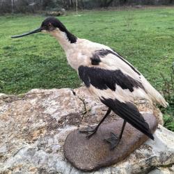 Avocette empaill&eacute;