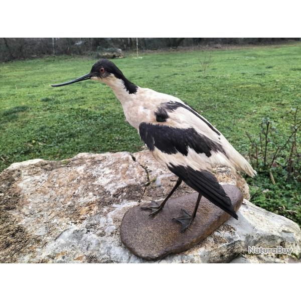 Avocette empaill�