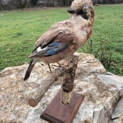 Geai des ch&ecirc;nes