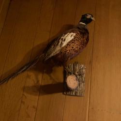 FAISAN NATURALIS&Eacute;