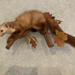 FOUINE NATURALIS&Eacute;E