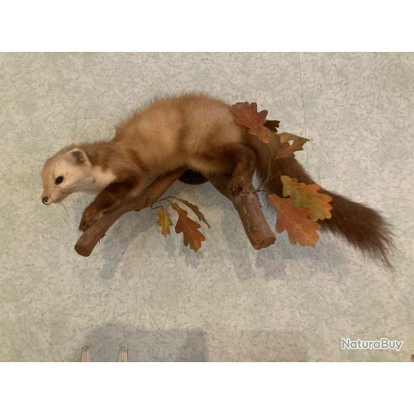 FOUINE NATURALIS�E