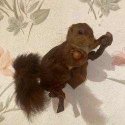 Ecureuil naturalis&eacute;