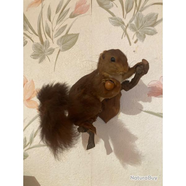 Ecureuil naturalis�