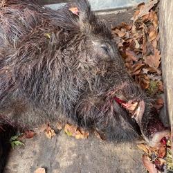 Action aux sangliers sur &icirc;le de la loire