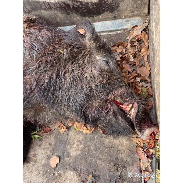 Action aux sangliers sur �le de la loire