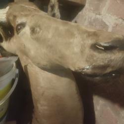 Lot trophee a restaurer