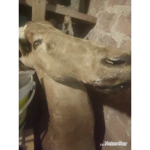 Lot trophee a restaurer