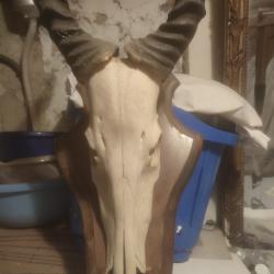 Vends troph&eacute;e occasion