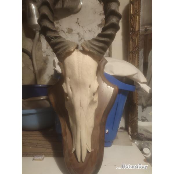 Vends troph�e occasion