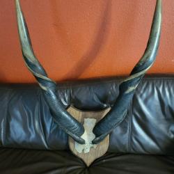 Taxidermie gand troph&eacute;e Elan du Cap