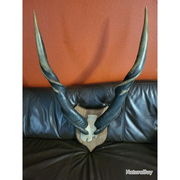 Taxidermie gand troph�e Elan du Cap