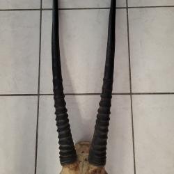 Taxidermie Troph&eacute;e Oryx