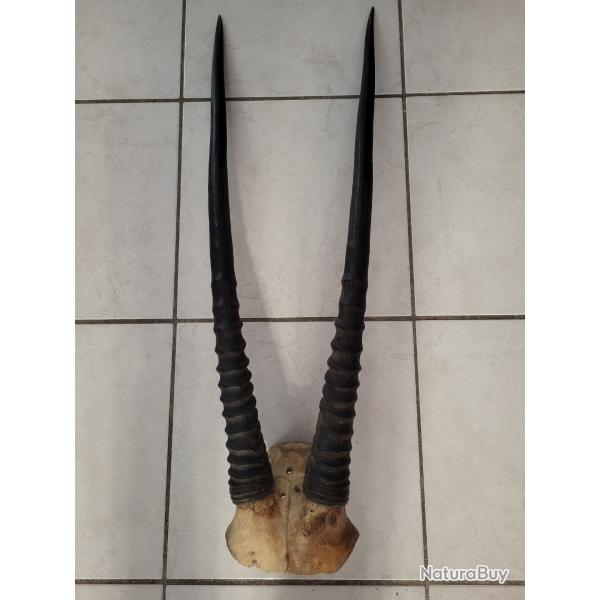Taxidermie Troph�e Oryx