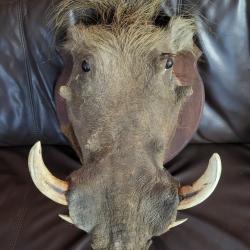 Taxidermie troph&eacute;e de Phacoch&egrave;re