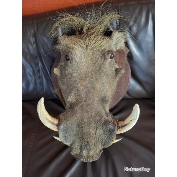 Taxidermie troph�e de Phacoch�re