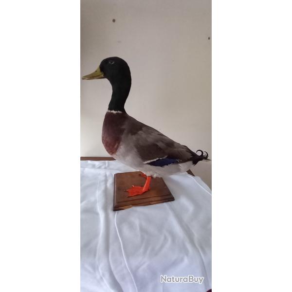 Colvert m�le naturalis�